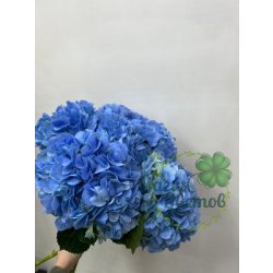  Гортензия (Китай)